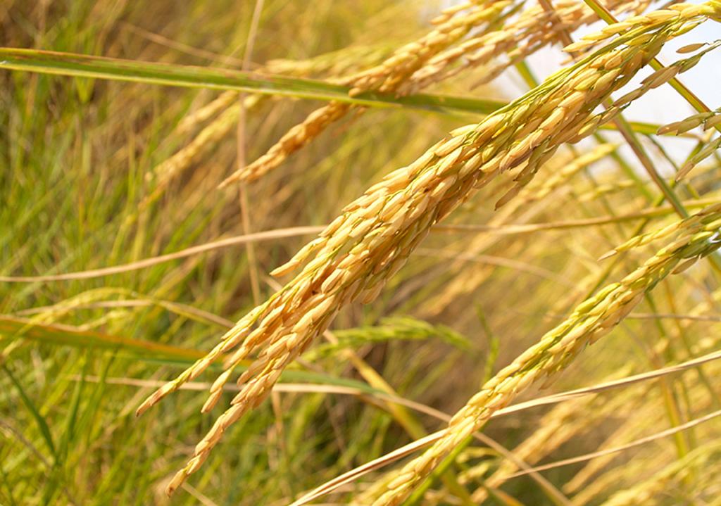 稻米的營養價值高，含有蛋白質、糖類、鈣、磷、鐵、葡萄糖、果糖、麥芽糖、維生素B1、維生素B2等。圖:菲采提供
