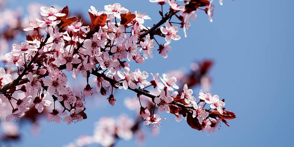 每年春季，維多利亞的街道上都會綻放如同花海一般的櫻花。圖／freepik
