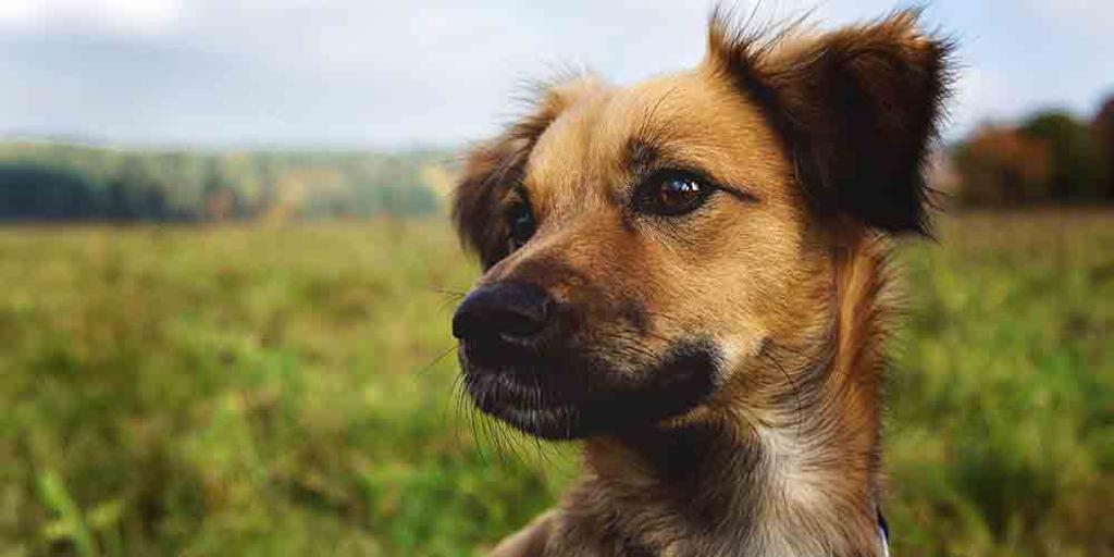 研究實驗顯示，狗嗅出染疫者準確率逾90% ，無症狀也難不倒牠。圖/ＦＲＥＥＰＩＫ