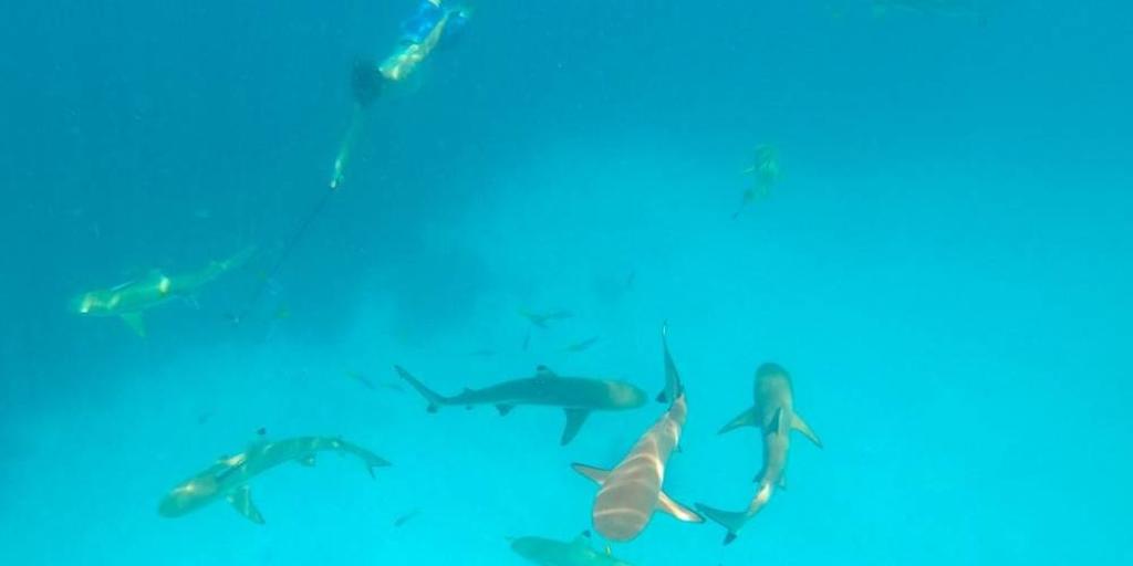 夥伴中有潛水高手勇敢往下靠近鯊魚。圖／行遍天下提供