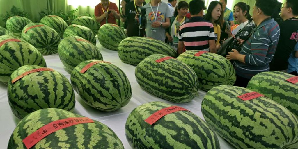 33屆大興西瓜節全國西甜瓜擂台賽在北京大興龐各莊鎮舉辦。圖／新華社