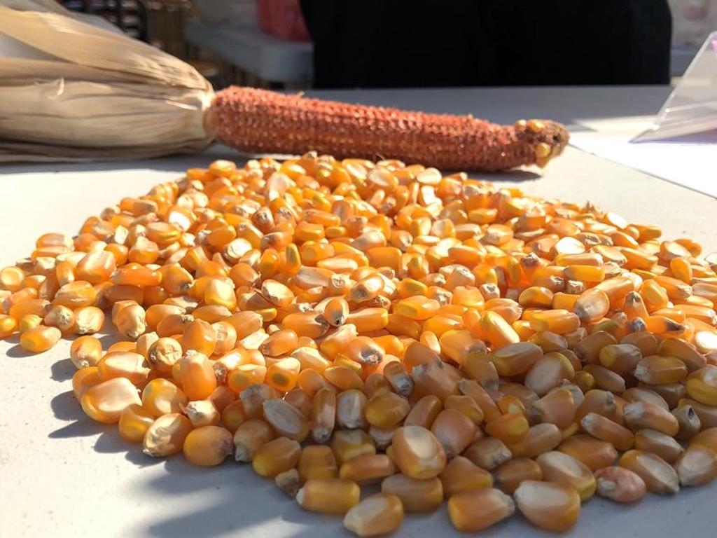 國產硬質玉米種植技術及產業提升。圖／農糧署提供