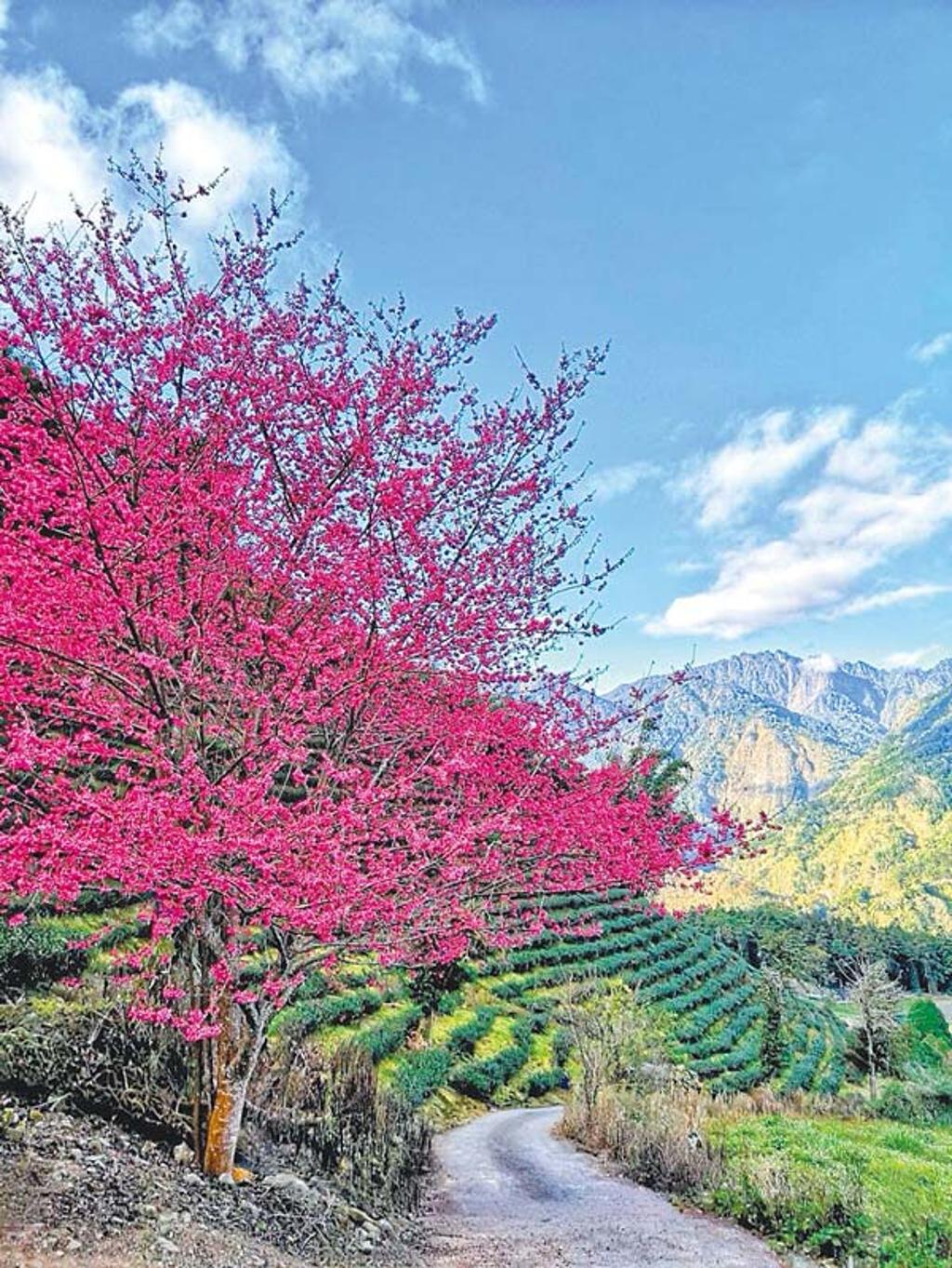 南投信義鄉草坪頭的櫻花花況約3成，李花已盛開。圖／梅子夢工廠提供