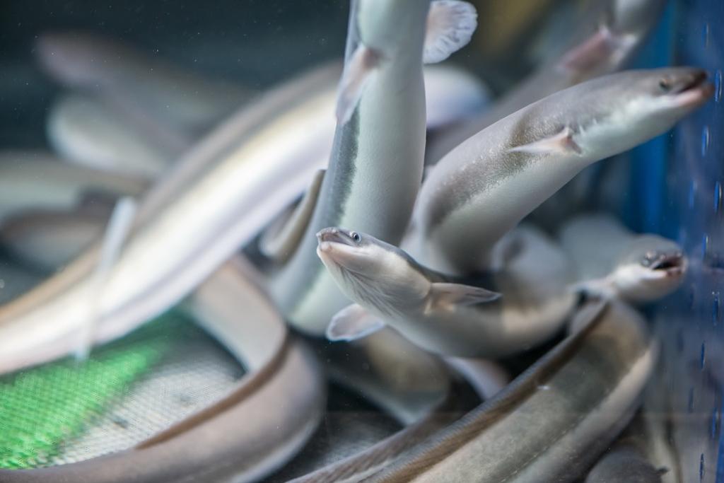 「大江戶町鰻屋」所用的鰻魚，是鰻魚等級裡最高的「青口鰻」。圖／大江戶町鰻屋