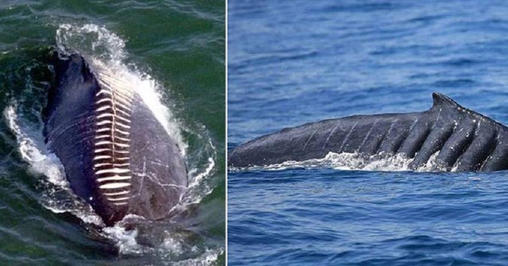 22年前遭螺旋槳「絞肉」座頭鯨現身澳洲- 國際- 工商時報