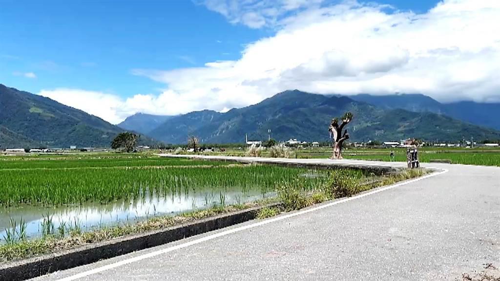 海葵走後台東池上2名樹受傷 觀光人潮少4成 生活 工商時報