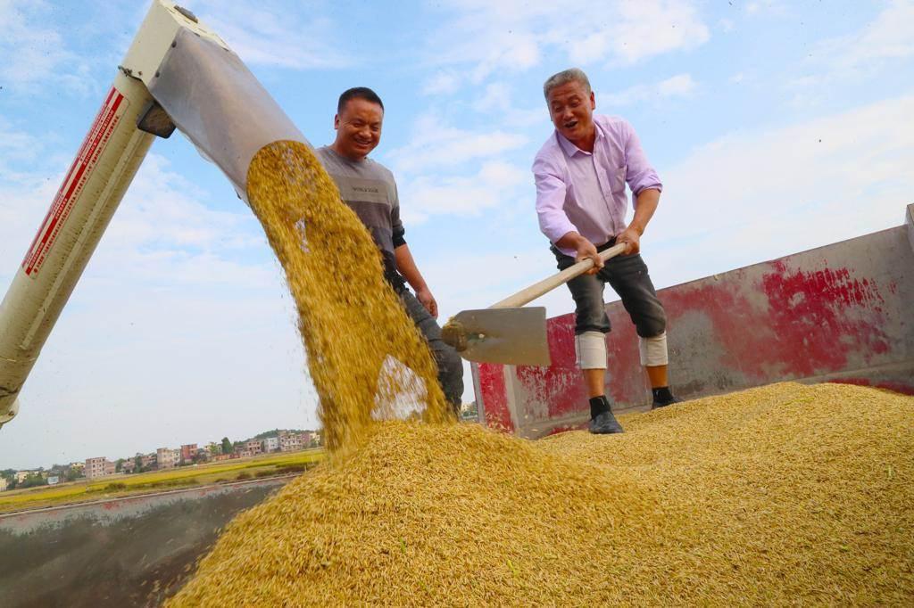 連9年逾1.3兆斤 陸今年糧食產量有望再創新高 - 兩岸 - 工商時報