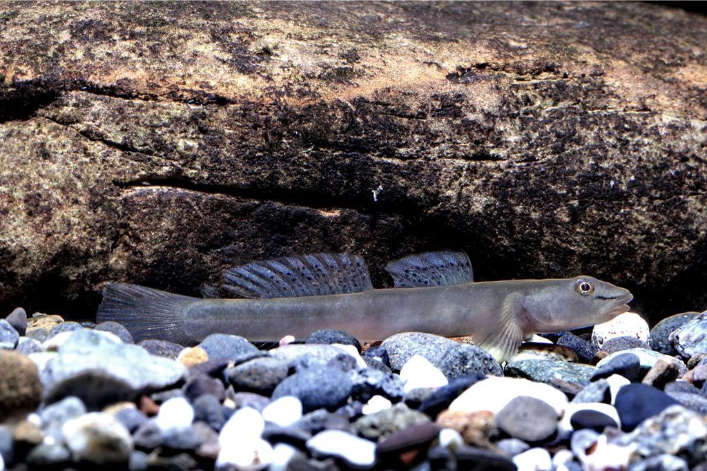 14種淡水魚增列為保育類飼主年底前未登記最高罰5萬- 生活- 工商時報