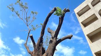 40年老樹慘遭斷頭式修剪 台東大學回應了