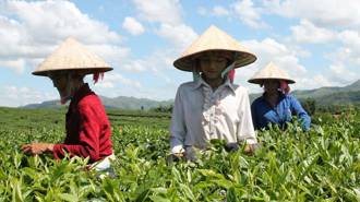 越南的飲茶文化