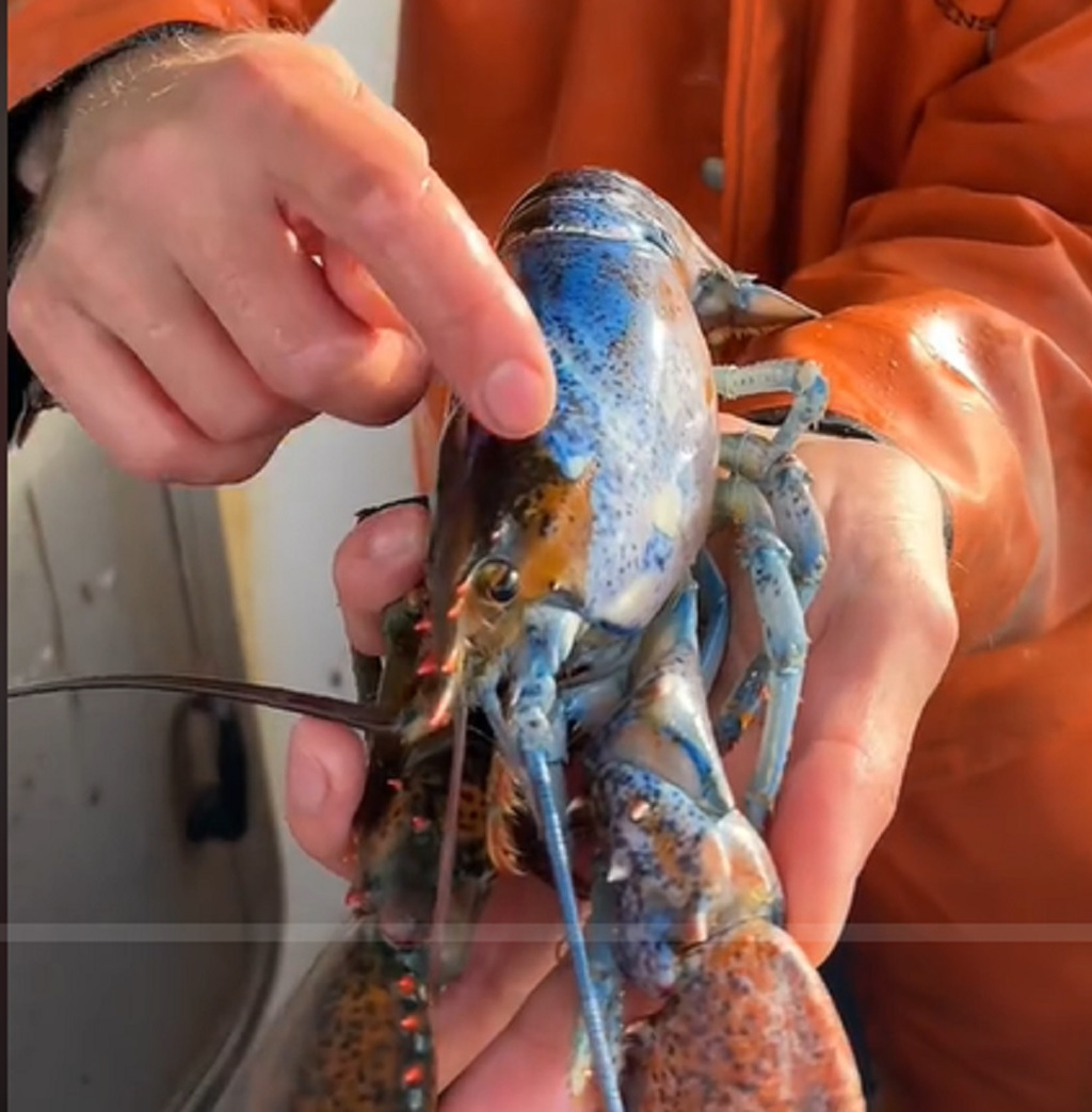 一般龍蝦外觀呈現橘色，不過美國緬因州卻有漁民捕獲藍橘色各半的龍蝦，機率僅5千萬分之一。圖／摘自網路社群媒體抖音影片