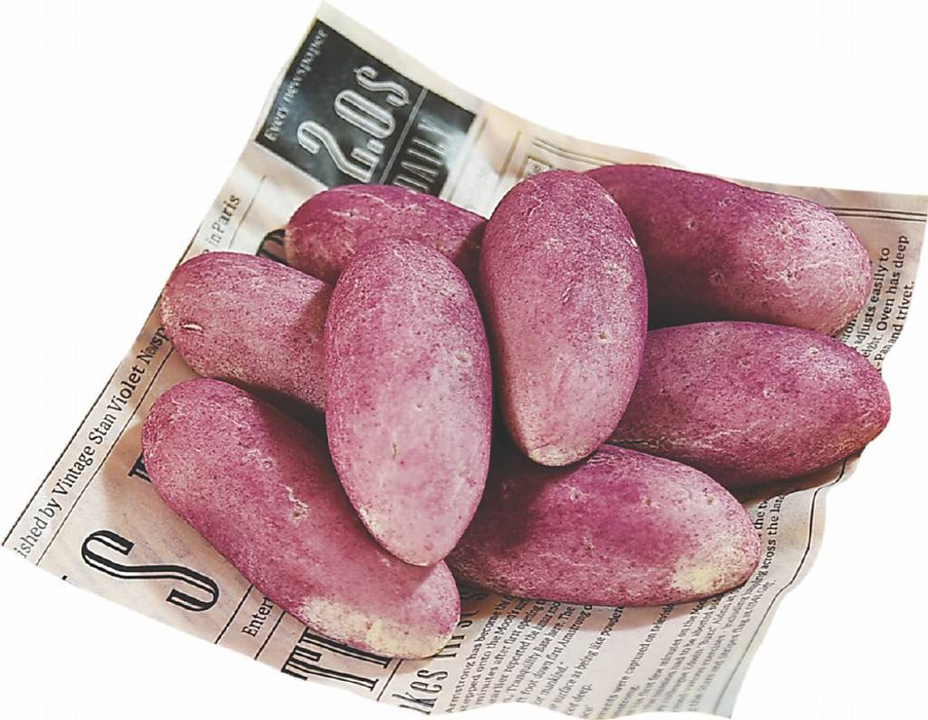 ●〈紫薯地瓜麵包〉內餡是地瓜。圖／姚舜