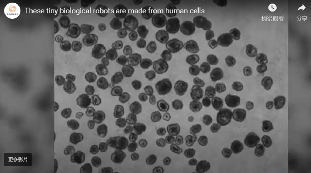 人細胞活體微機器人出世示意圖。圖／摘自網路YouTube影片