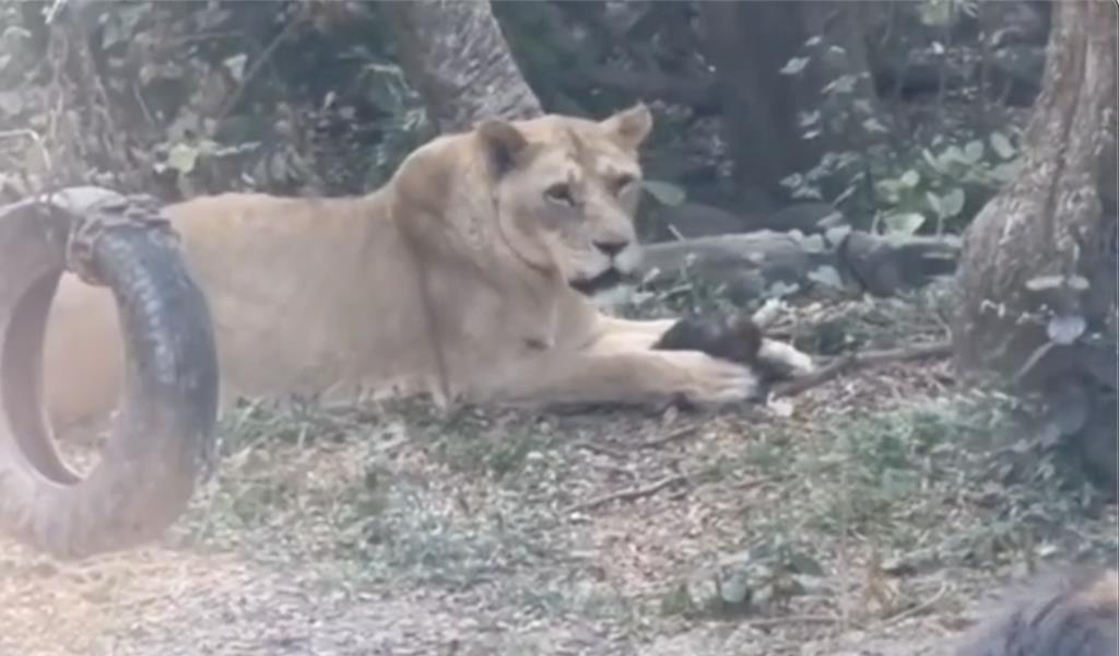 1隻小獼猴不慎失足掉落，慘遭壽山動物園母獅叼起，最後被啃食下肚，讓不少遊客看傻眼。（民眾提供）