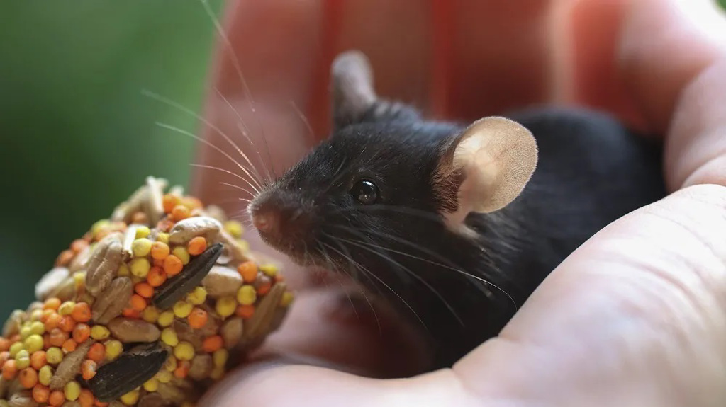 一項小鼠實驗發現，減少必須胺基酸當中的「異白胺酸」，竟可以增加身體指數與壽命。圖／wisc