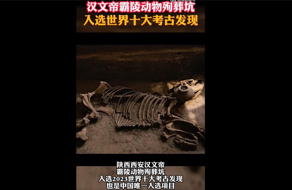 美國《考古Archaeology》雜誌最新評選出「2023年度世界十大考古發現」，漢文帝霸陵的動物殉葬坑因發現金絲猴、虎、馬來貘等珍禽異獸骨骼而入選。（截自人民網微博）