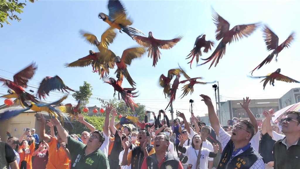 地方人士為歡迎媽祖前來巡安遶境，集結百隻金鋼鸚鵡演繹「百鳥朝鳳」儀式，場面壯觀。（配天宮提供∕呂妍庭嘉義傳真）