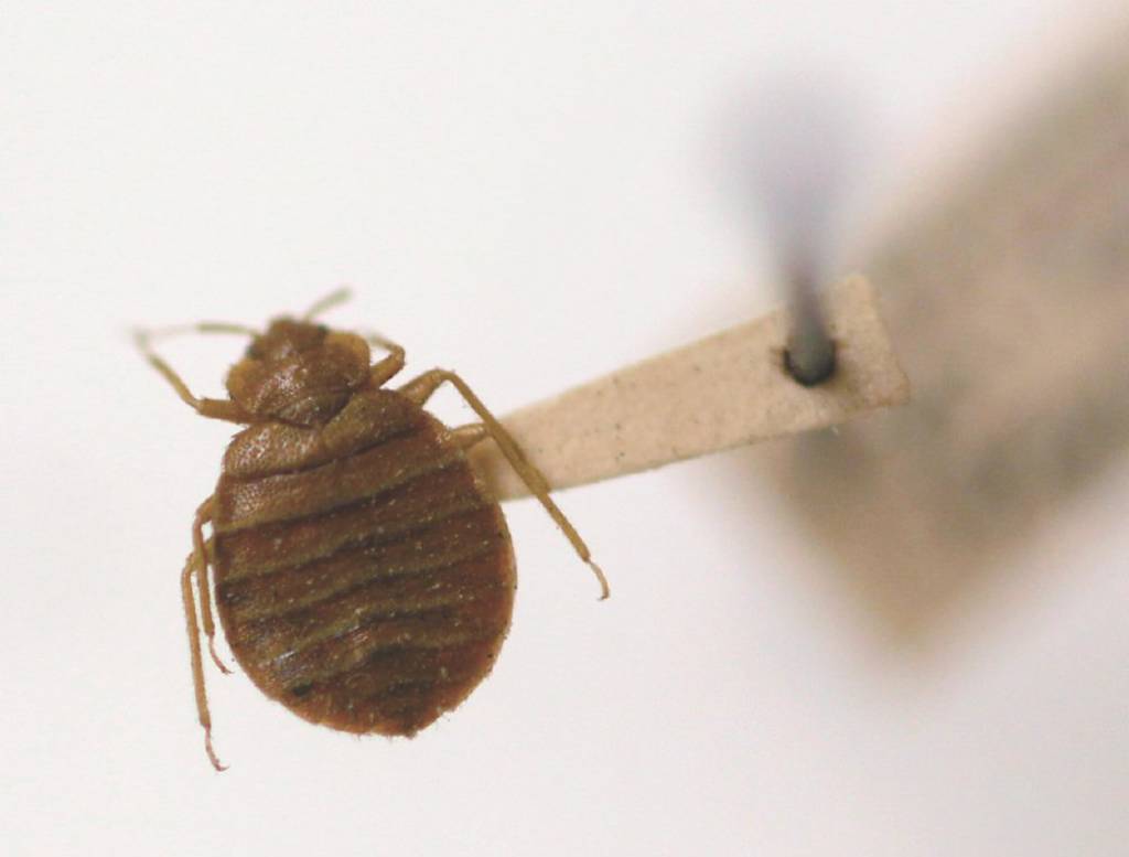 韓國爆發蟲蟲危機- 日報- 工商時報