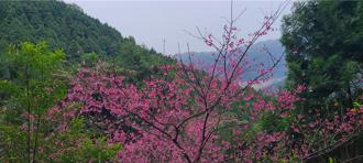 宜蘭最美櫻花「燈篙林道」盛開 花期持續至3月初