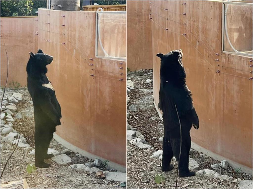 壽山動物園動物明星台灣黑熊「波比」大年初三站立見客。（柯宗緯翻攝）