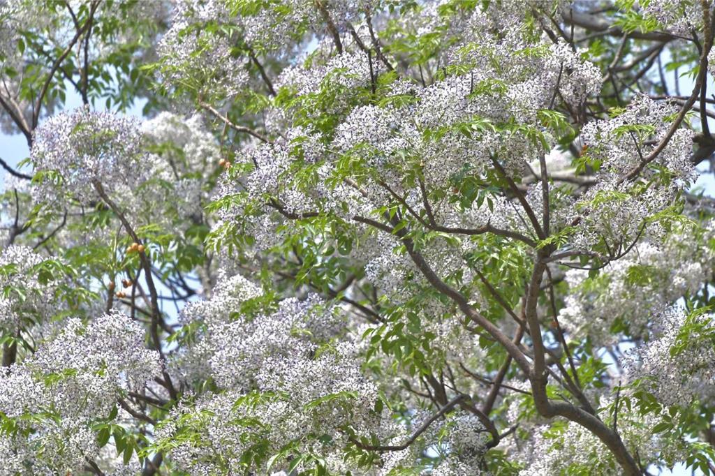 楝樹綻放為城市妝點紫衣 高雄18處公園綠地現春意 - 生活 - 工商時報