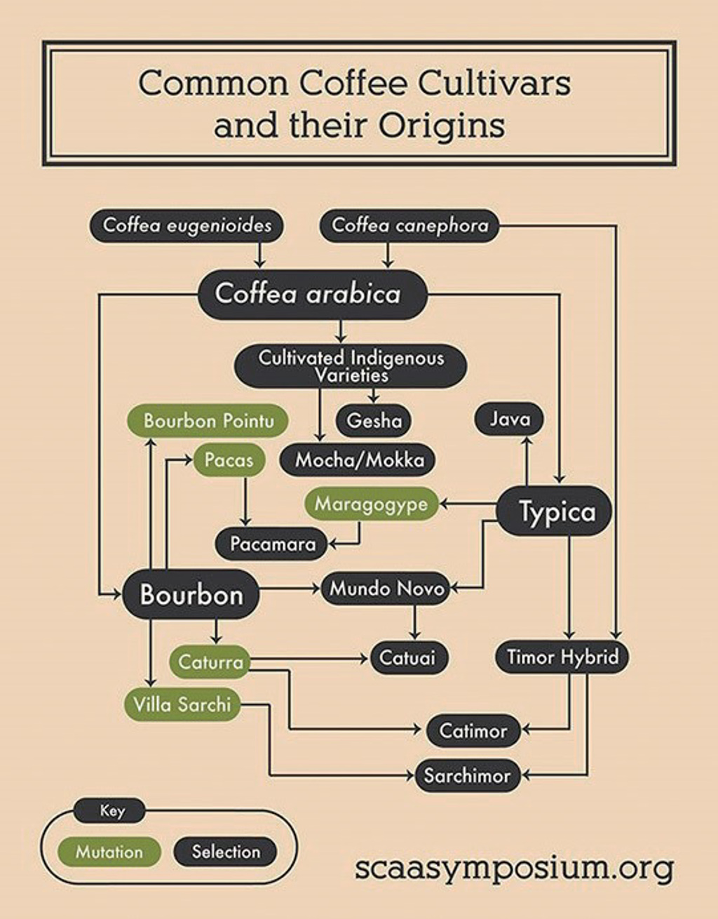 咖啡迷必知的咖啡品種：阿拉比卡與剛果、伊索比亞、葉門- 樂活- 工商時報