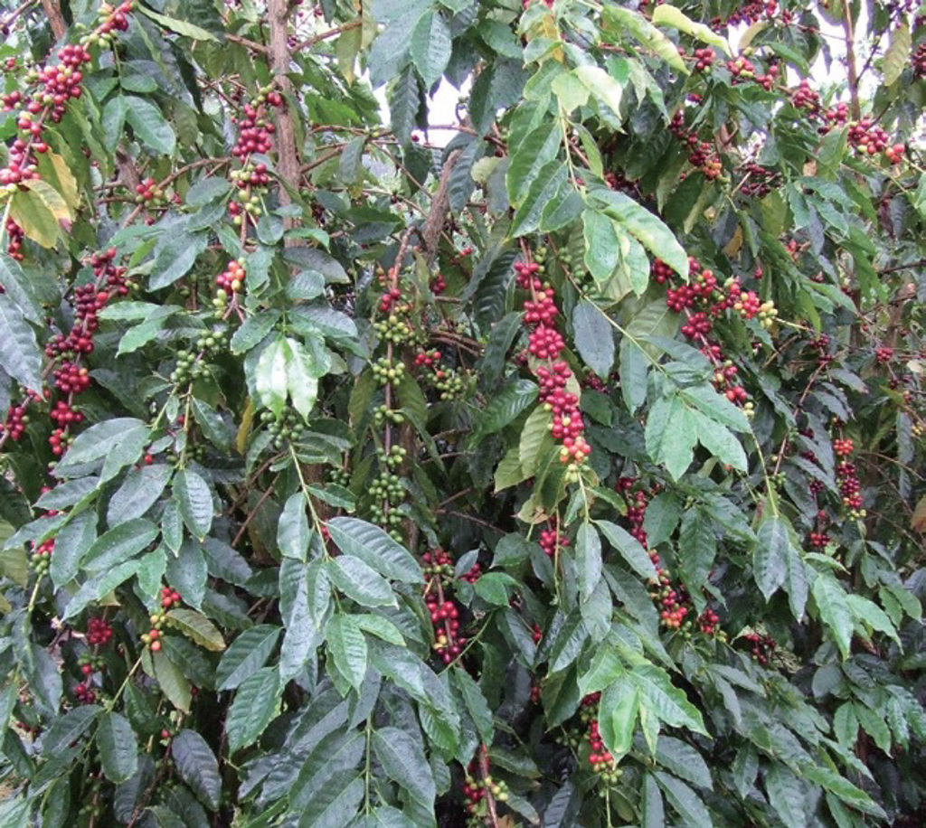 咖啡迷必知的咖啡品種：阿拉比卡與剛果、伊索比亞、葉門- 樂活- 工商時報