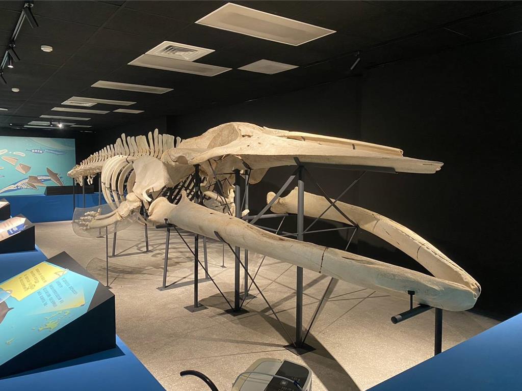 澎湖化石館花火節重開館鯨魚標本也將重正名- 生活- 工商時報