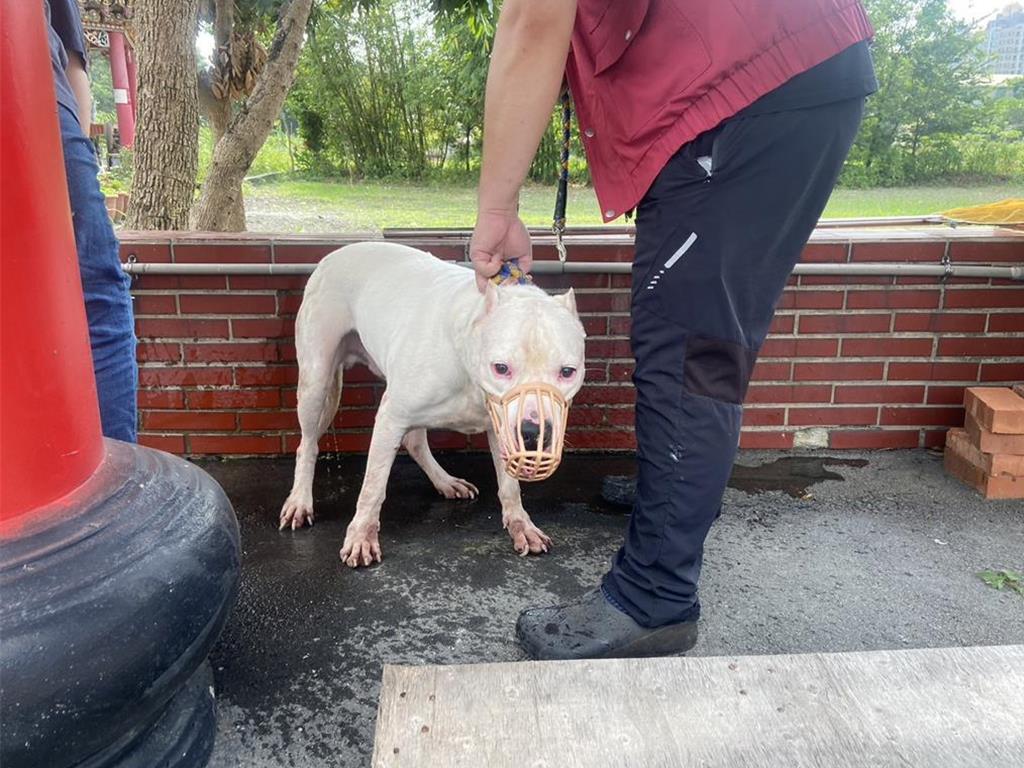 比特犬禁養全台仍有3800隻農業部回應了- 生活- 工商時報