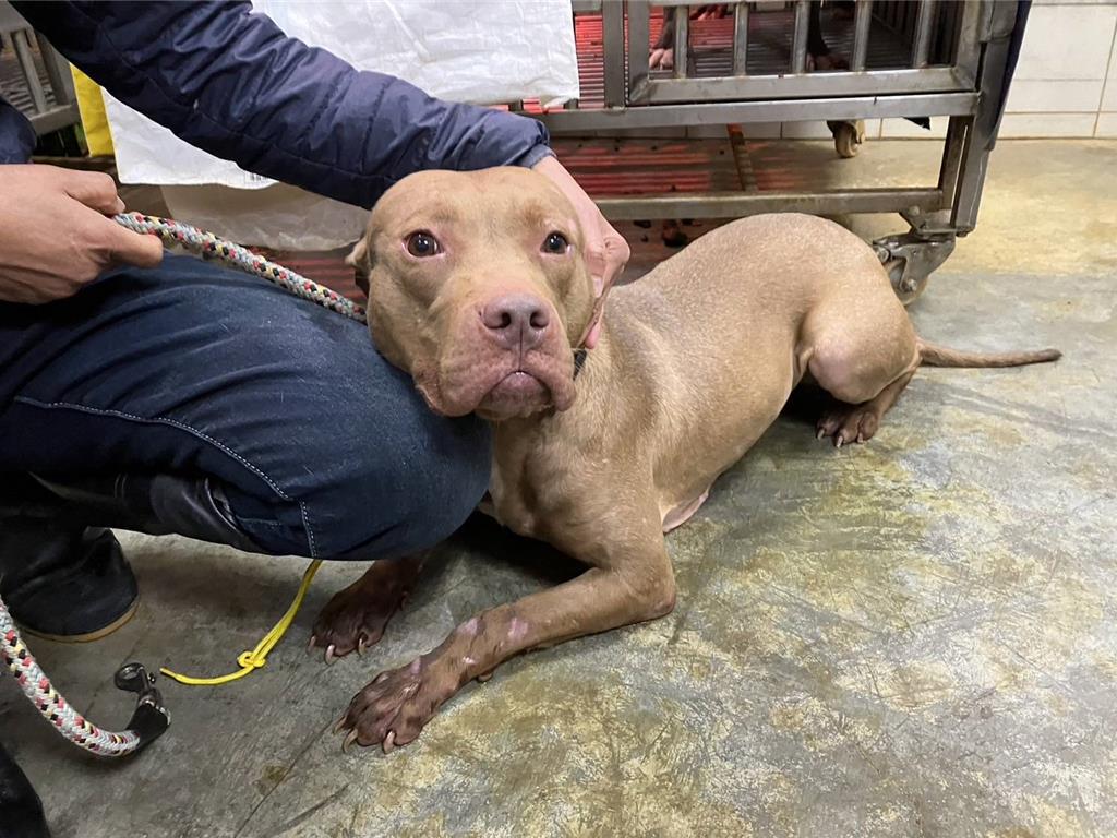 新北列管249隻比特犬5隻遭棄養收容動物之家- 生活- 工商時報