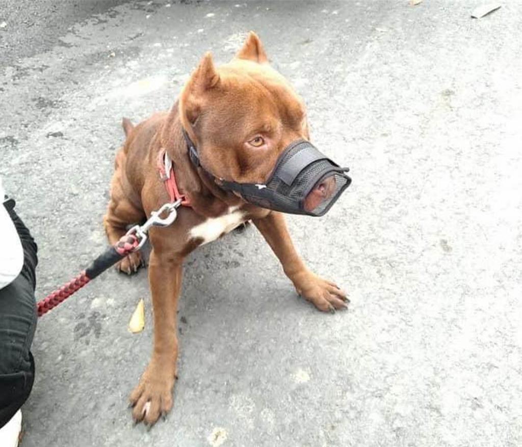 傷人比特犬傳有嘉義飼主要領養？嘉畜所回應了- 生活- 工商時報