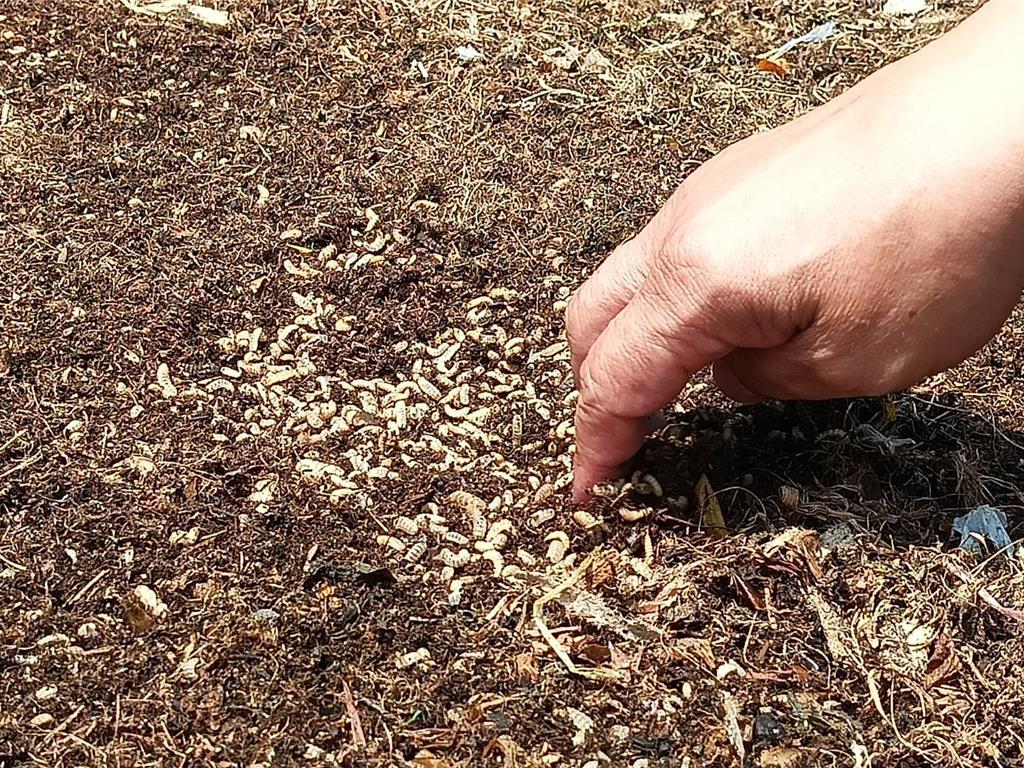 彰化50萬黑水虻大軍出動日啖4公噸廚餘解決垃圾危機- 生活- 工商時報