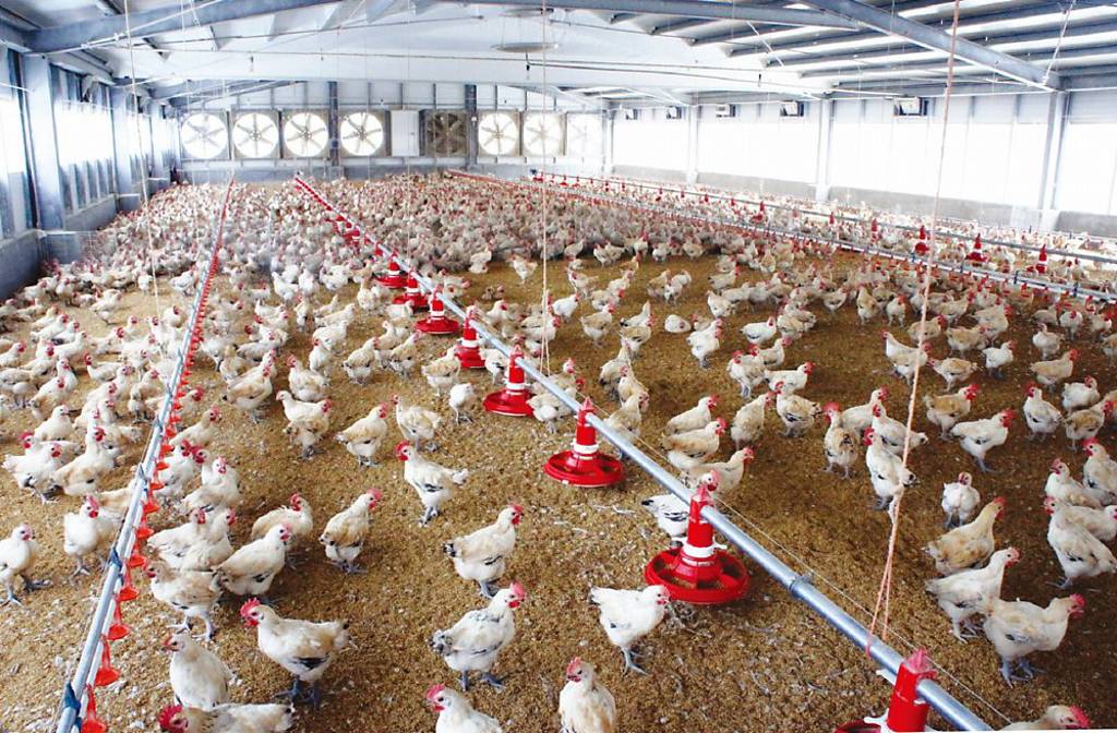 肉品雙雄擴廠 Q3向錢衝