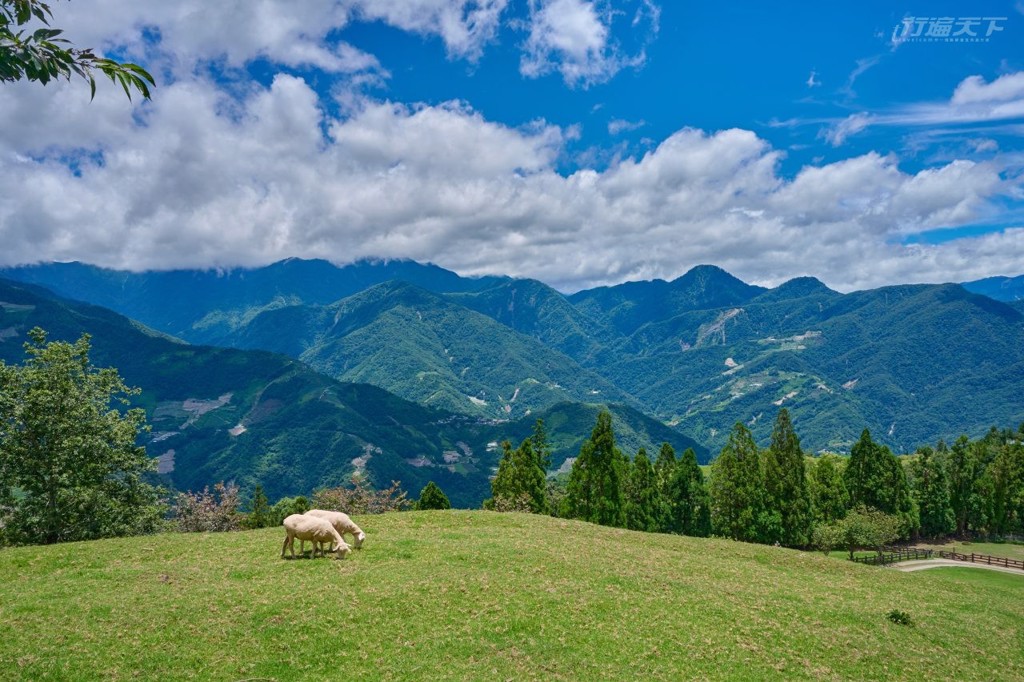 南投仁愛鄉清境農場：避暑、觀星、美食一次滿足