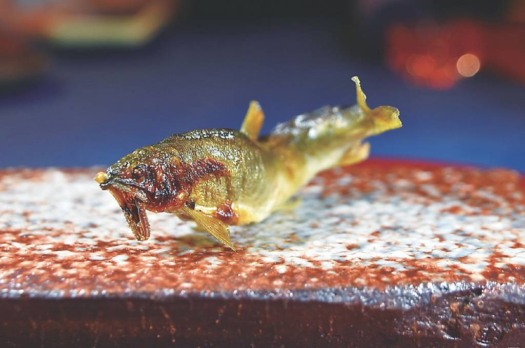 烤物「香魚/小黃瓜醋」有三種風味與口感，魚頭似炸物、魚身是烤物，魚尾似一夜干。圖／姚舜