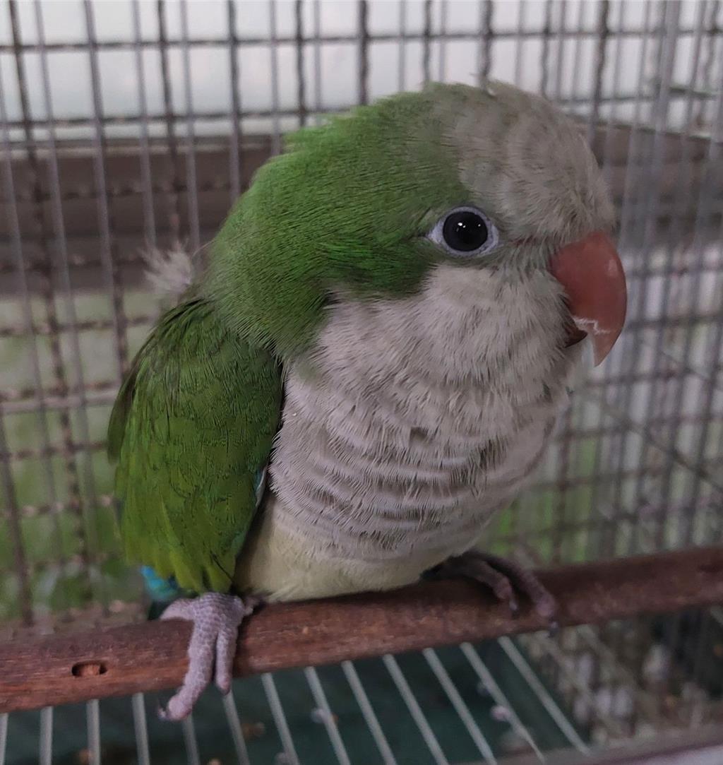 清鳥籠小心小鳥飛走！北市10天內9隻鳥被收容- 生活- 工商時報