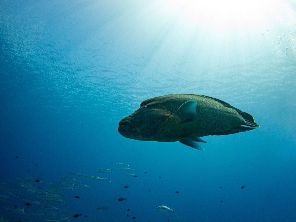 與鯊魚共游、體驗海洋泥SPA 探索上帝的水族箱「帛琉」 - 書房- 工商時報