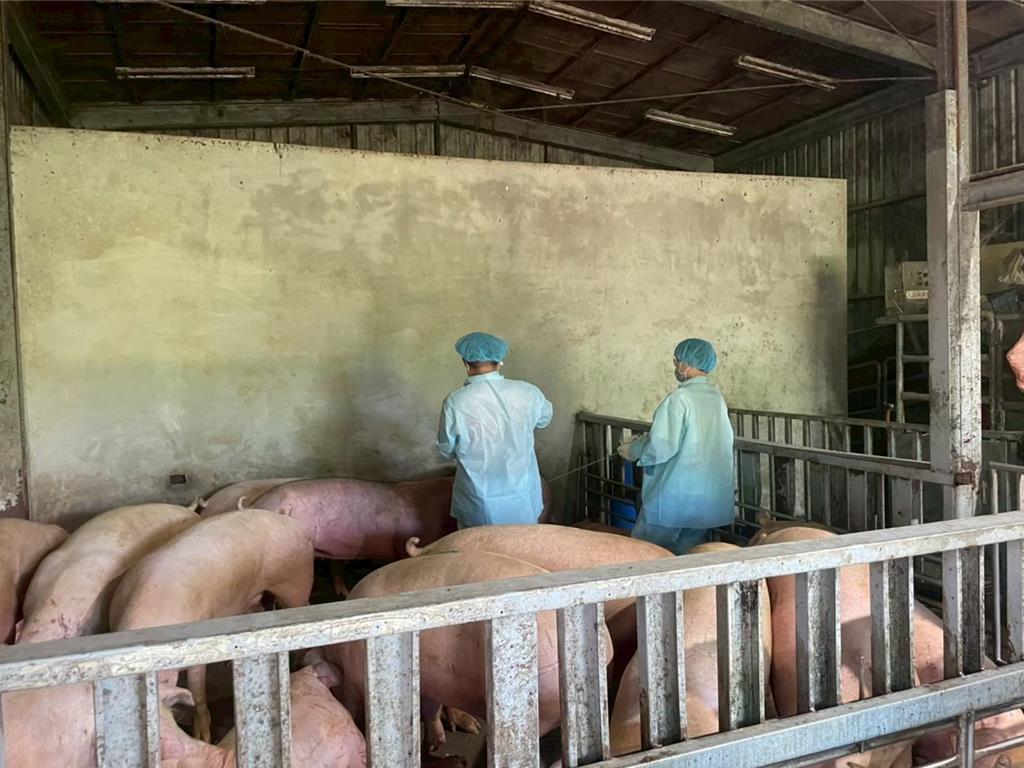 馬祖豬肉供應穩定!連江縣啟動防疫應變機制