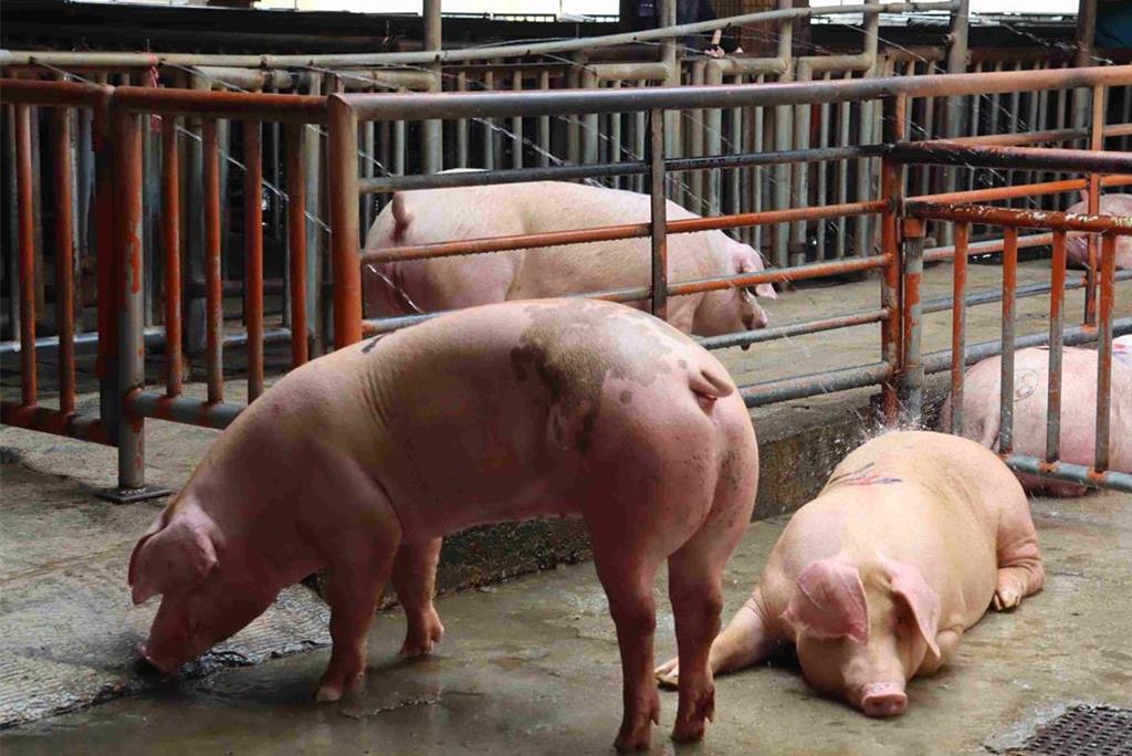 台中爆非洲豬瘟!北市教育局:彈性調整菜單與食材