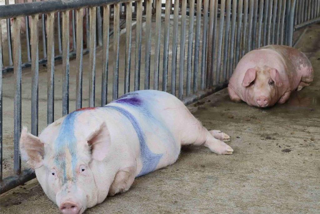 因應非洲豬瘟 北市焚化廠7天免費銷毀養豬廚餘