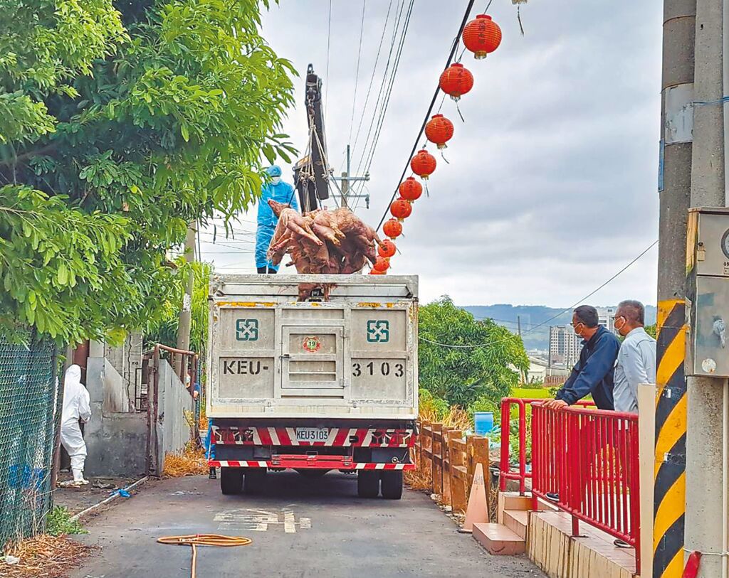 非洲豬瘟28頭豬 13日流入市面
