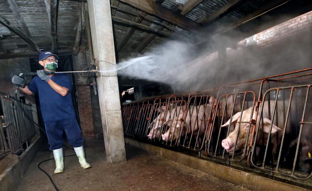 台中斃死豬「無法焚化改掩埋」遭疑汙染環境 農業部回應了