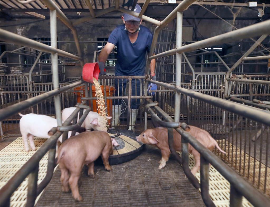 非洲豬瘟DNA病毒相對穩定！專家：養豬場全面封鎖滅毒