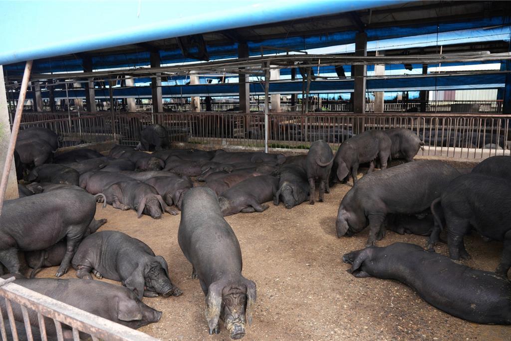 防堵非洲豬瘟 屏東全面稽查98家廚餘養豬場