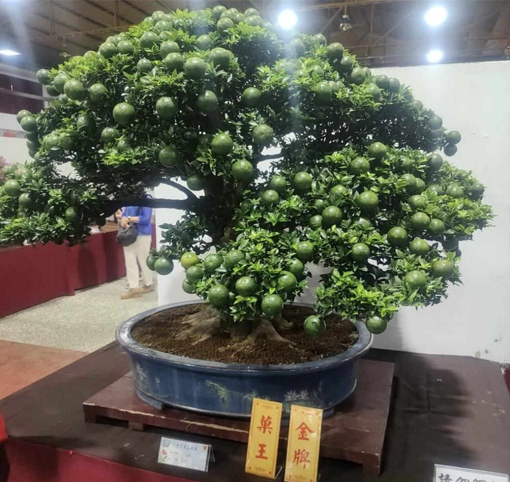台灣花果盆栽展登場花后與果王今揭曉- 生活- 工商時報