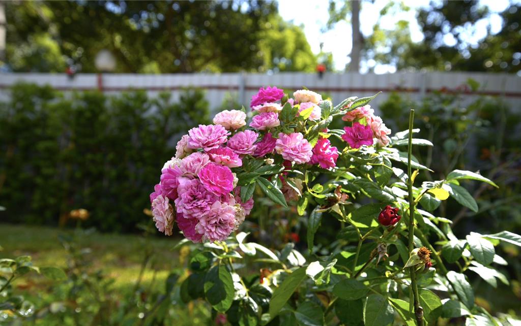 東海大學誕生小王子玫瑰花園 黃騰輝兩萬玫瑰獻禮母校