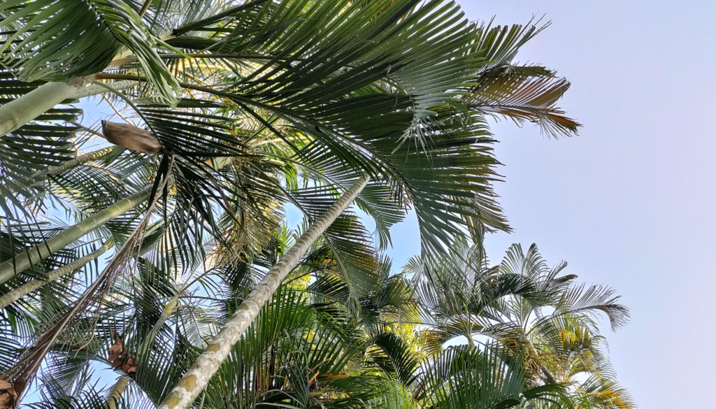 這顆樹竟然神秘站起來,是神蹟還是投射?