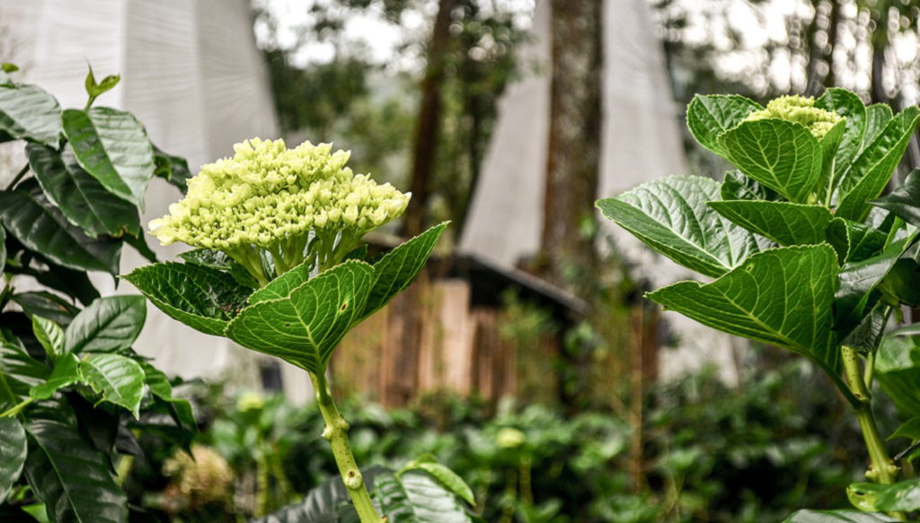 AI有倫理，動物有權利，那植物呢？