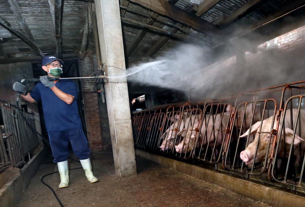 非洲豬瘟案場清消2次仍驗出病毒!化學兵緊急出動支援