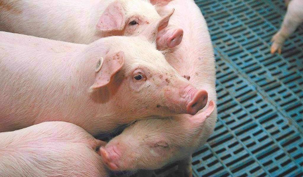 第三輪防疫工作啟動 攸關11月7日解除禁運禁宰